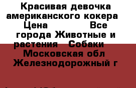 Красивая девочка американского кокера › Цена ­ 35 000 - Все города Животные и растения » Собаки   . Московская обл.,Железнодорожный г.